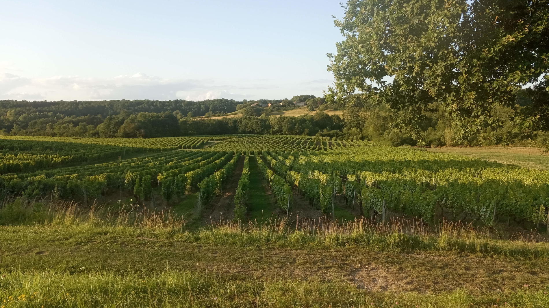 Le Carré Pourpre - Gîte Cyrano, Montcaret - photo 8