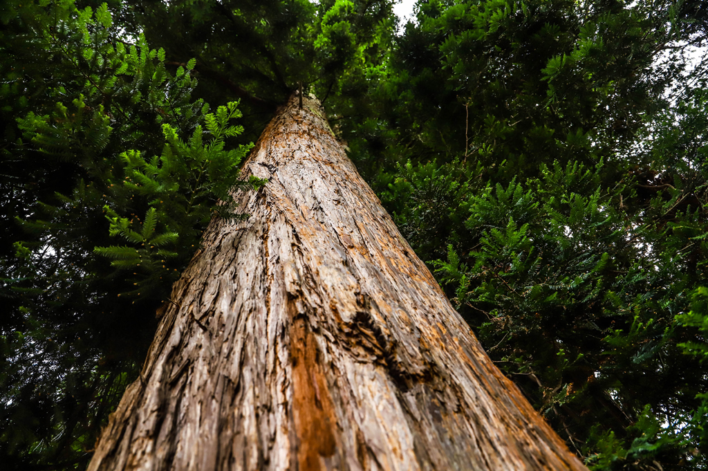 Arbre Remarquable - Le Séquoïa