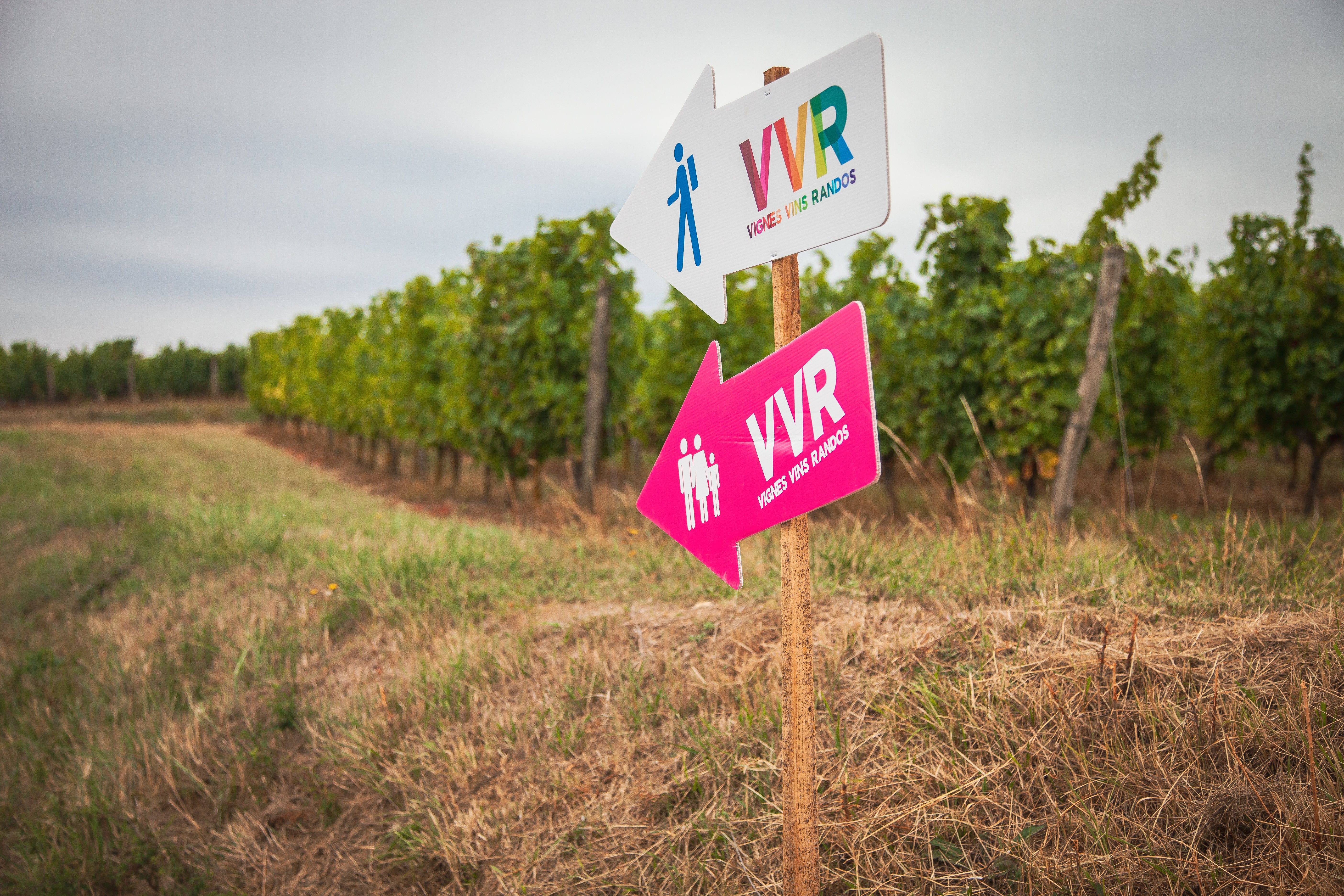 Vignes, Vins, Randos (Saumur-Vienne) — visuel événement