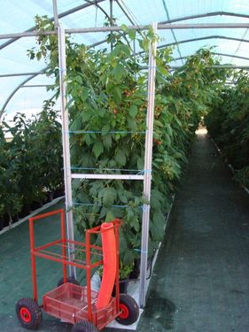 Les Framboises du Tursan - photo 3