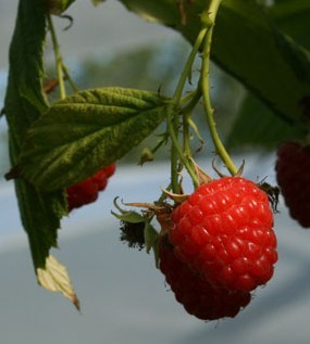 Les Framboises du Tursan - photo 4