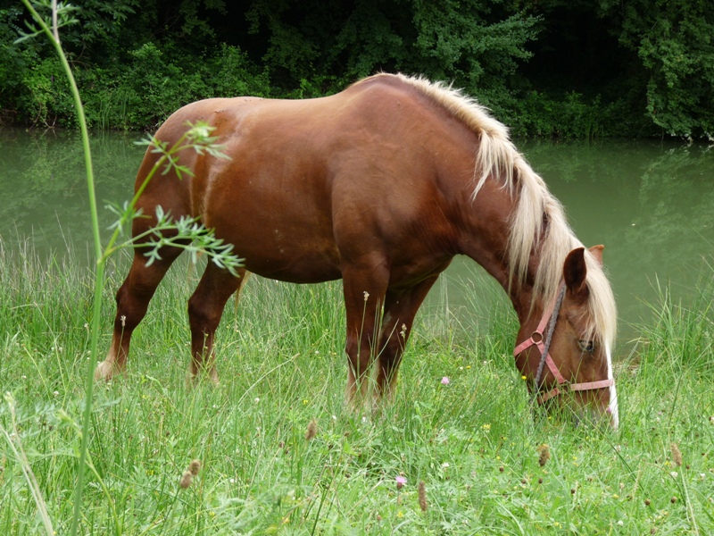Centre Equestre Poney Club Elevage de l'Ile