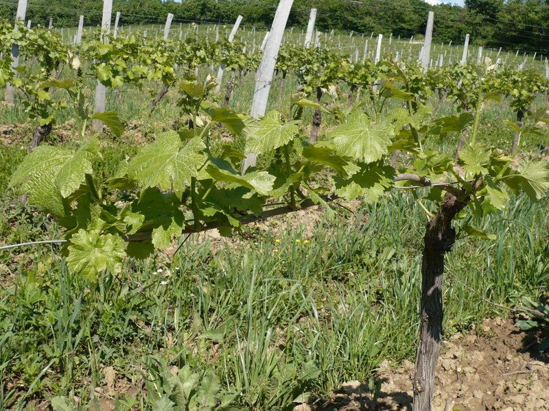 Vignoble Hauts de Riquets — photo 3