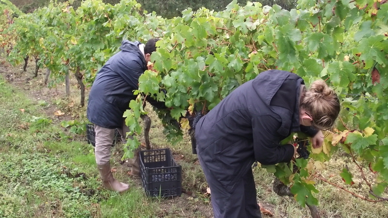 Vignoble Hauts de Riquets - photo 3