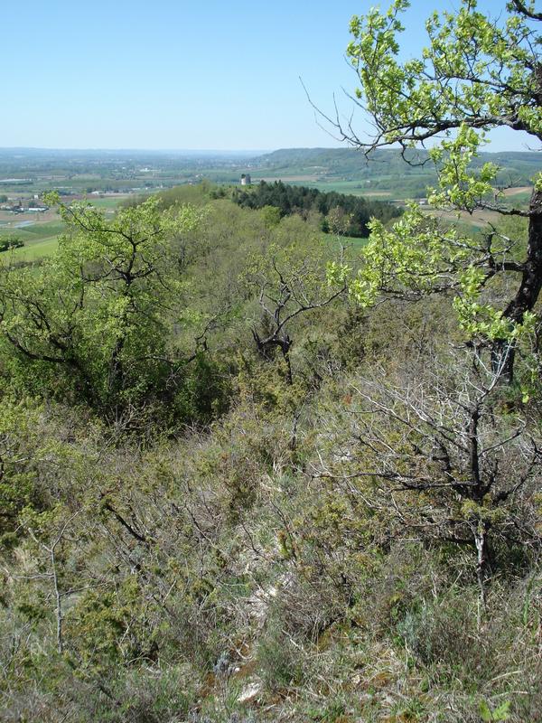 Le Coteau de Pinel, Pinel-Hauterive - photo 5