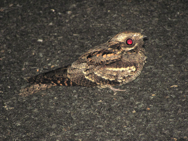 Le Coteau de Pinel, Pinel-Hauterive - photo 3