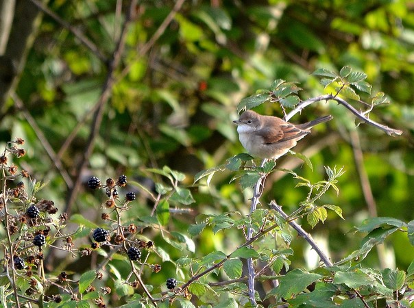 Le Coteau de Pinel, Pinel-Hauterive - photo 7