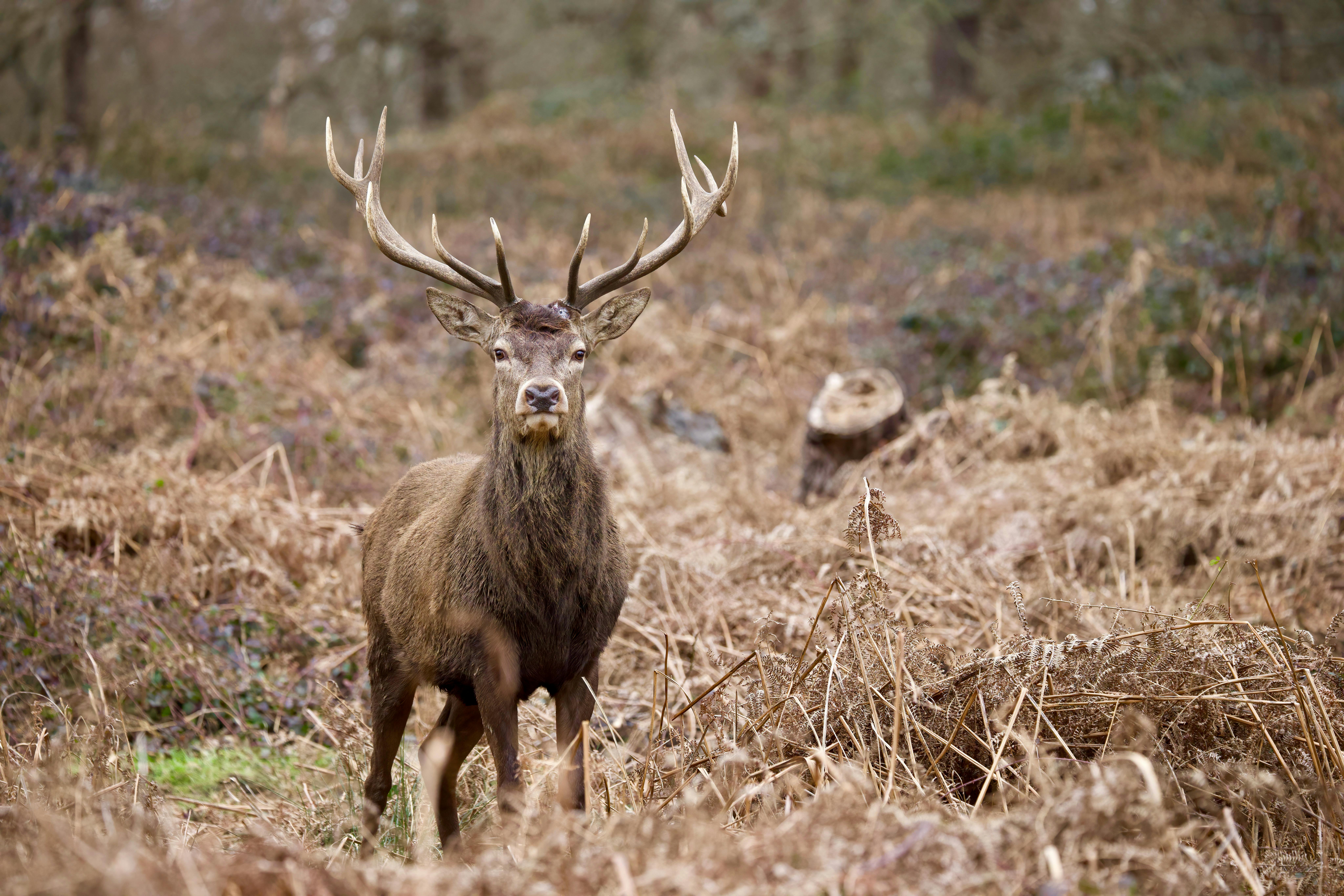 Les découvertes de Monta : Veillée sonore brame du cerf — visuel événement