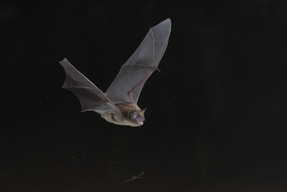 Animation nature - les chauves-souris et leurs habitats