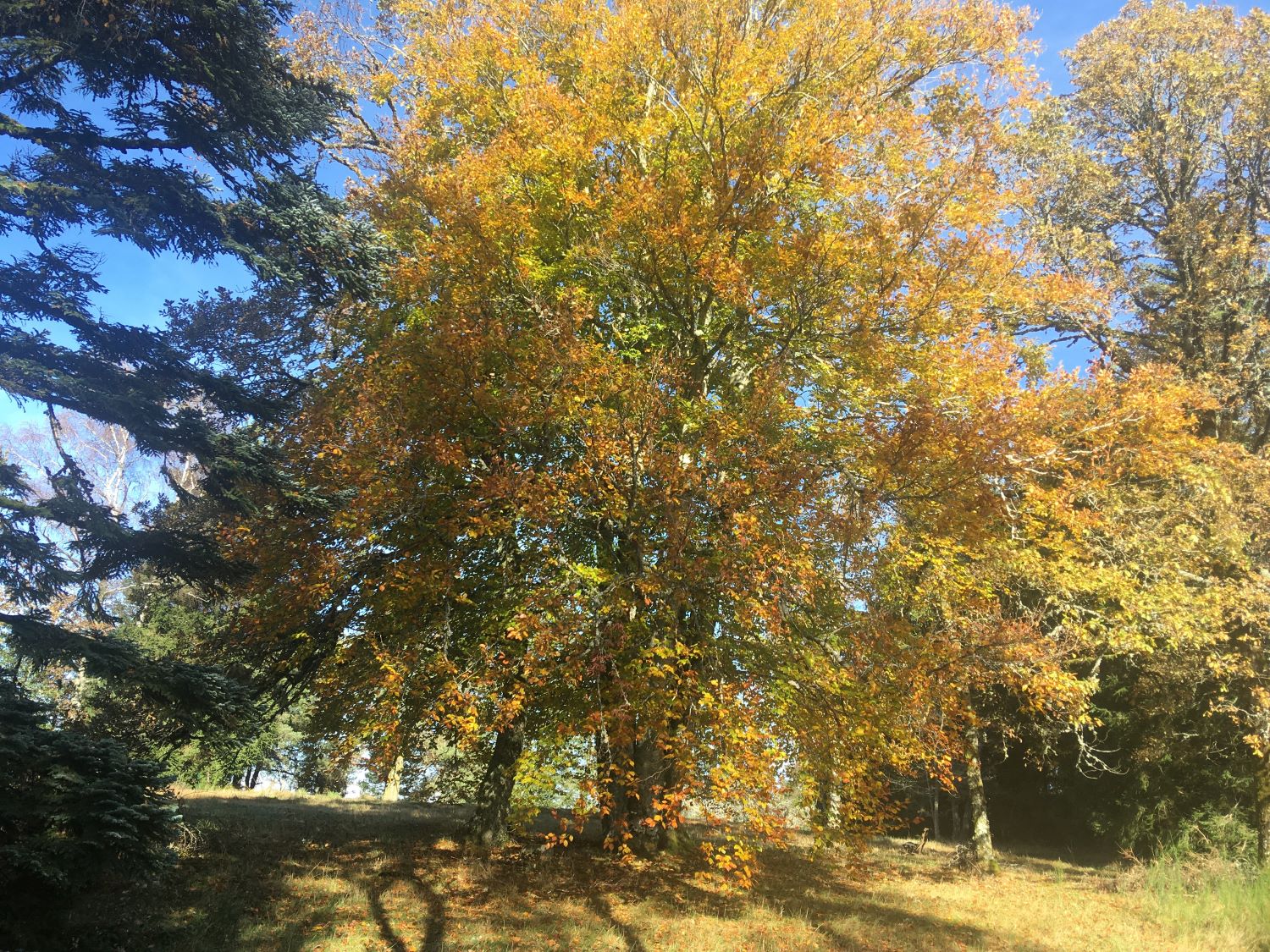 Chambre d'hôtes Les Hautes Herbes - photo 3