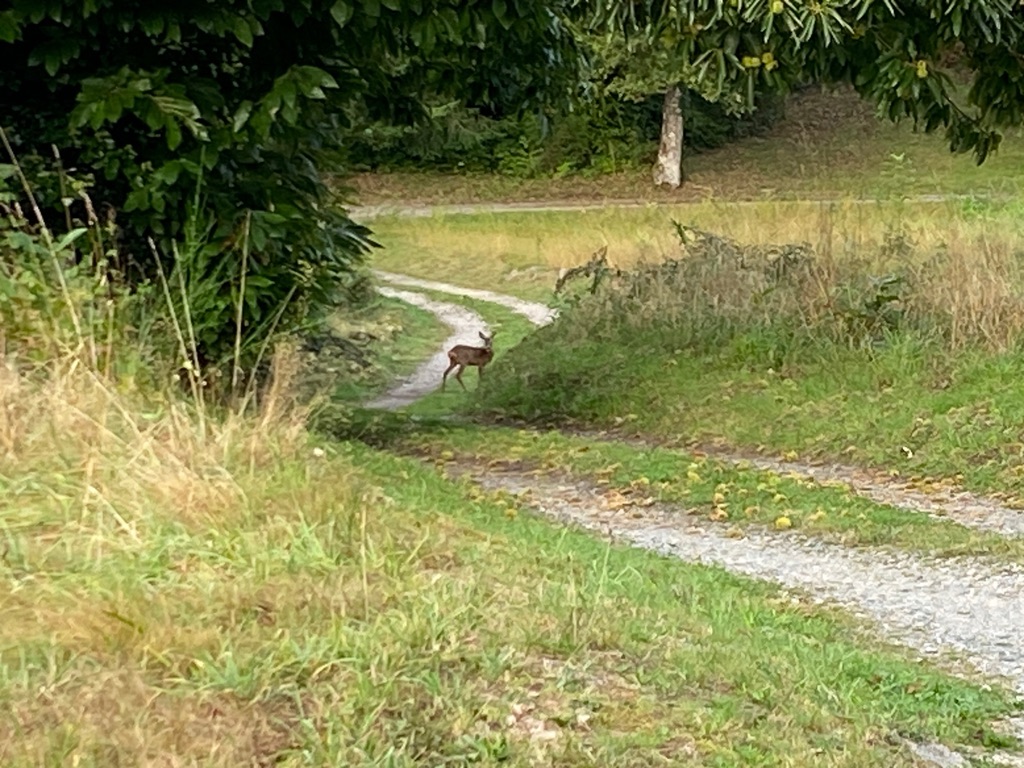 Chambre d'hôtes Référence L'Orée de la forêt, La Jonchère-Saint-Maurice - photo 12