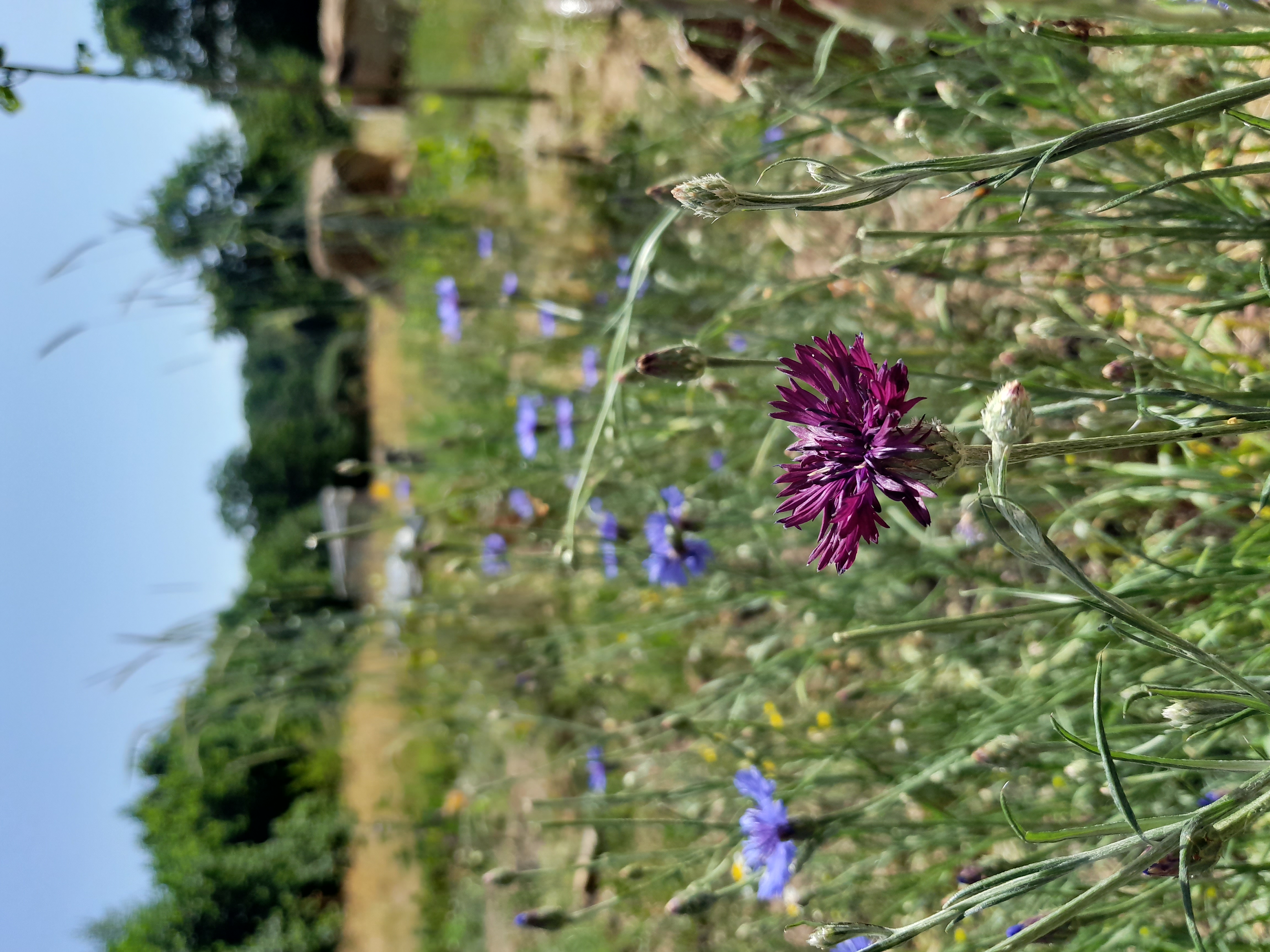 Mamie oiseaux - photo 5