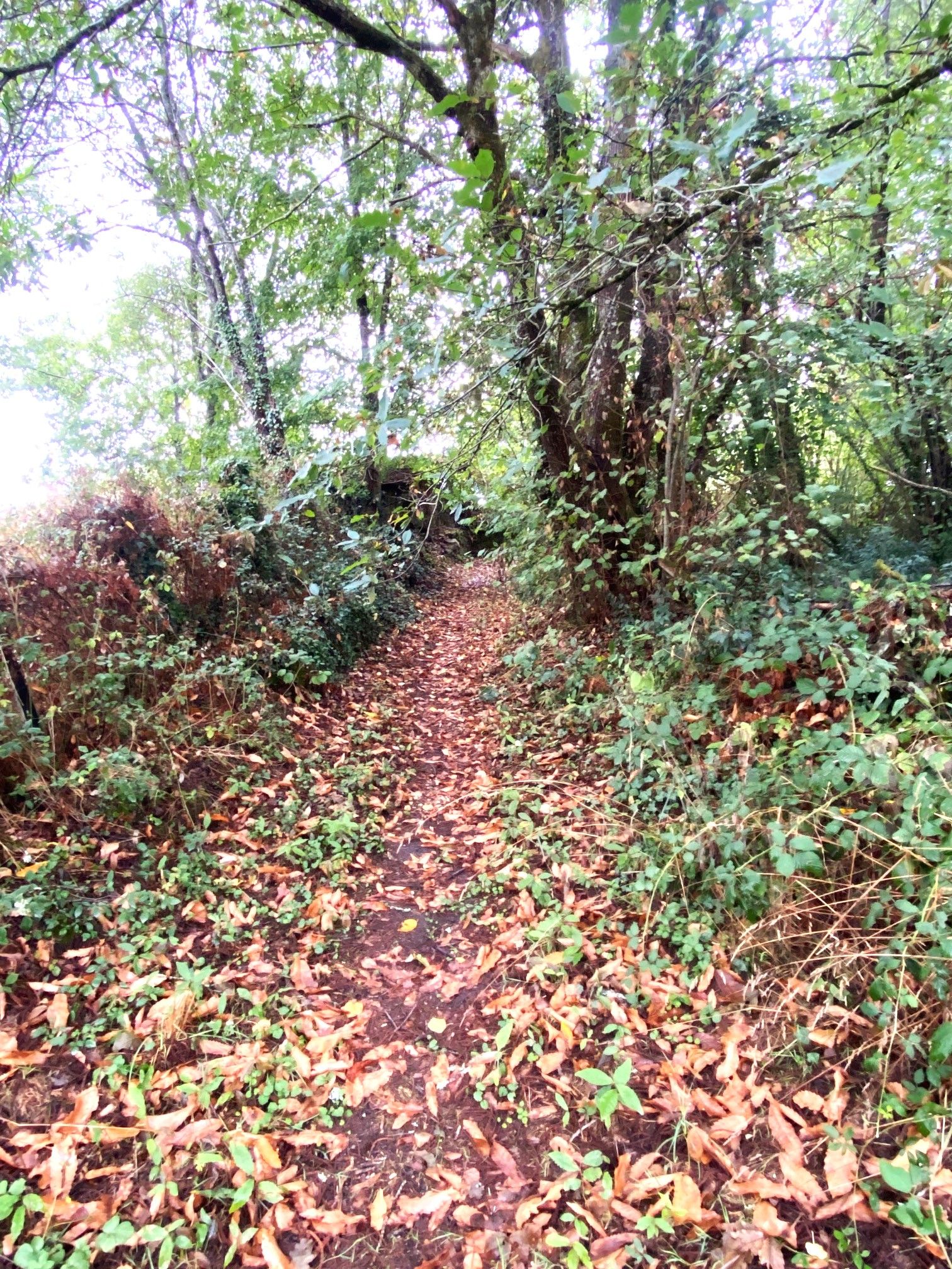 Boucle de la Voie Romaine, Champniers-et-Reilhac - photo 2