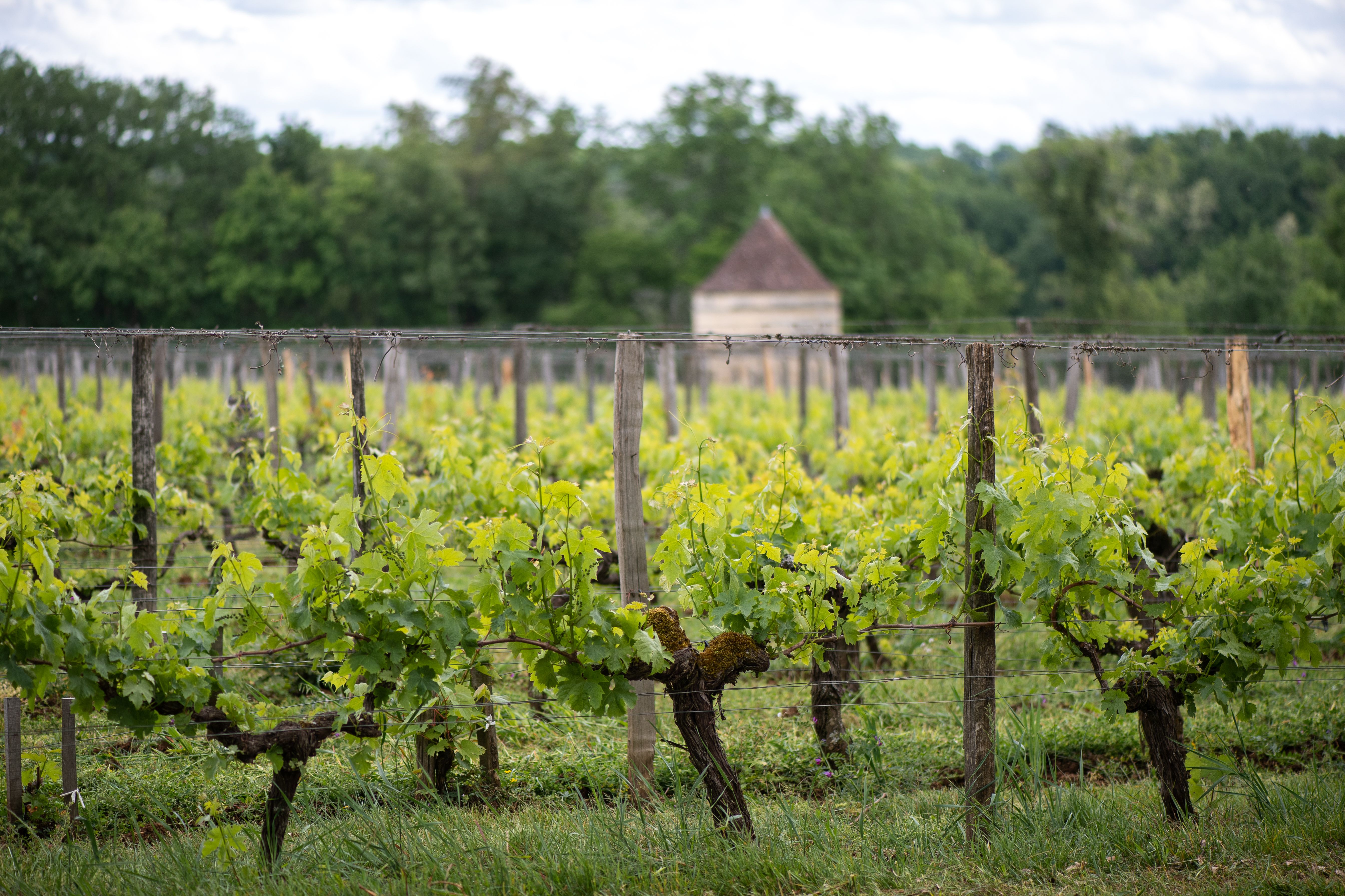 Château d’Aiguilhe, Saint-Philippe-d'Aiguille - photo 8