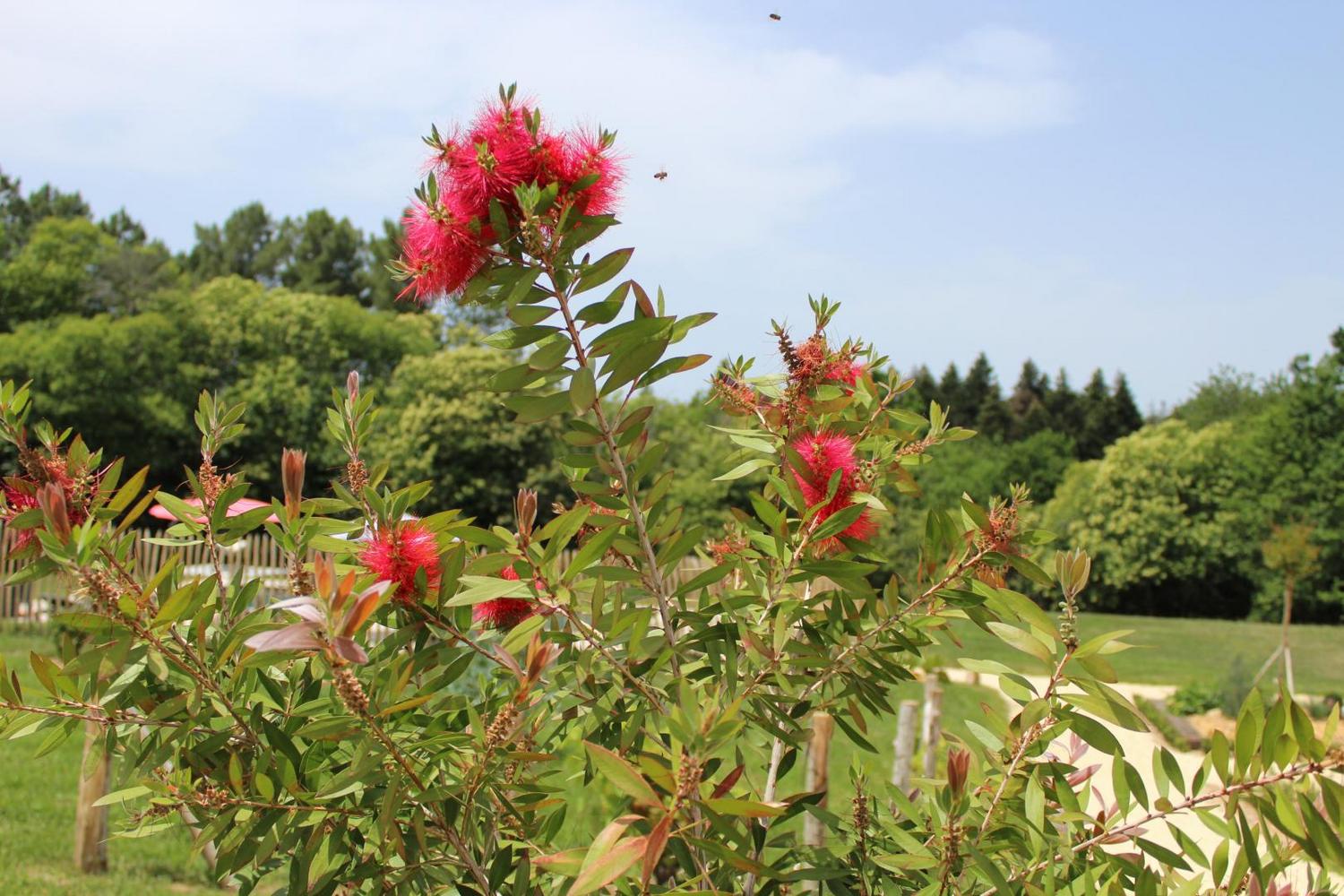 Le Rucher des Combes, Fleurac - photo 16