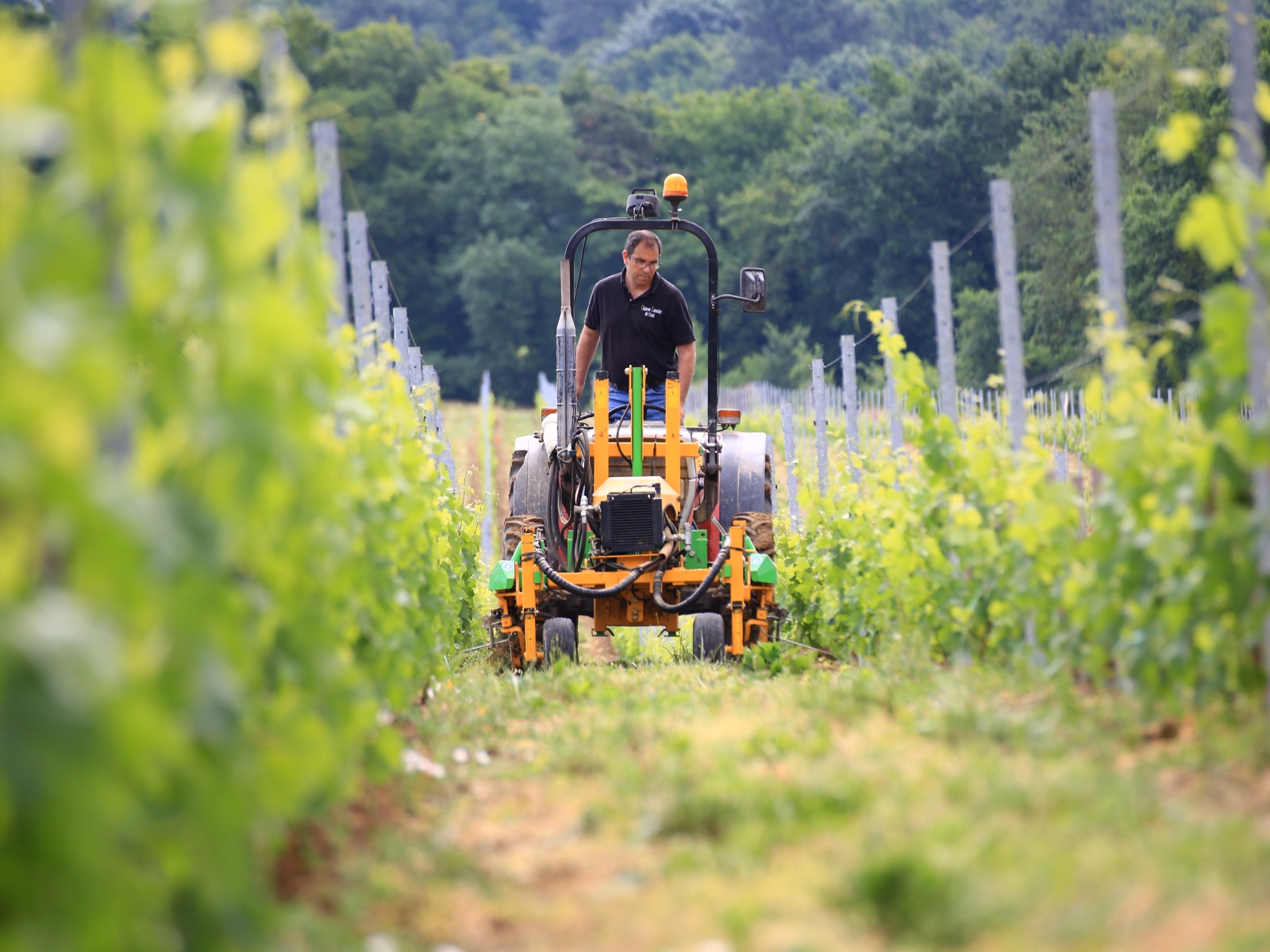 Château Lamothe - photo 2