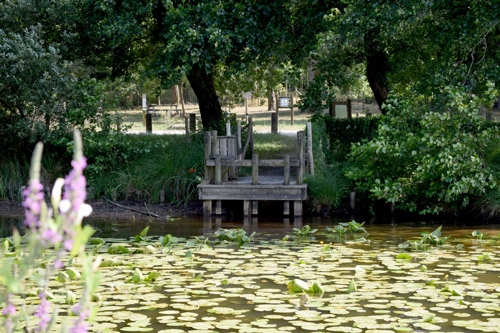 Ponton de pêche du lac de Léon