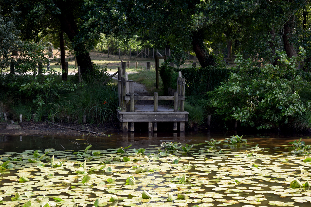 Ponton de pêche du lac de Léon, Léon - photo 2