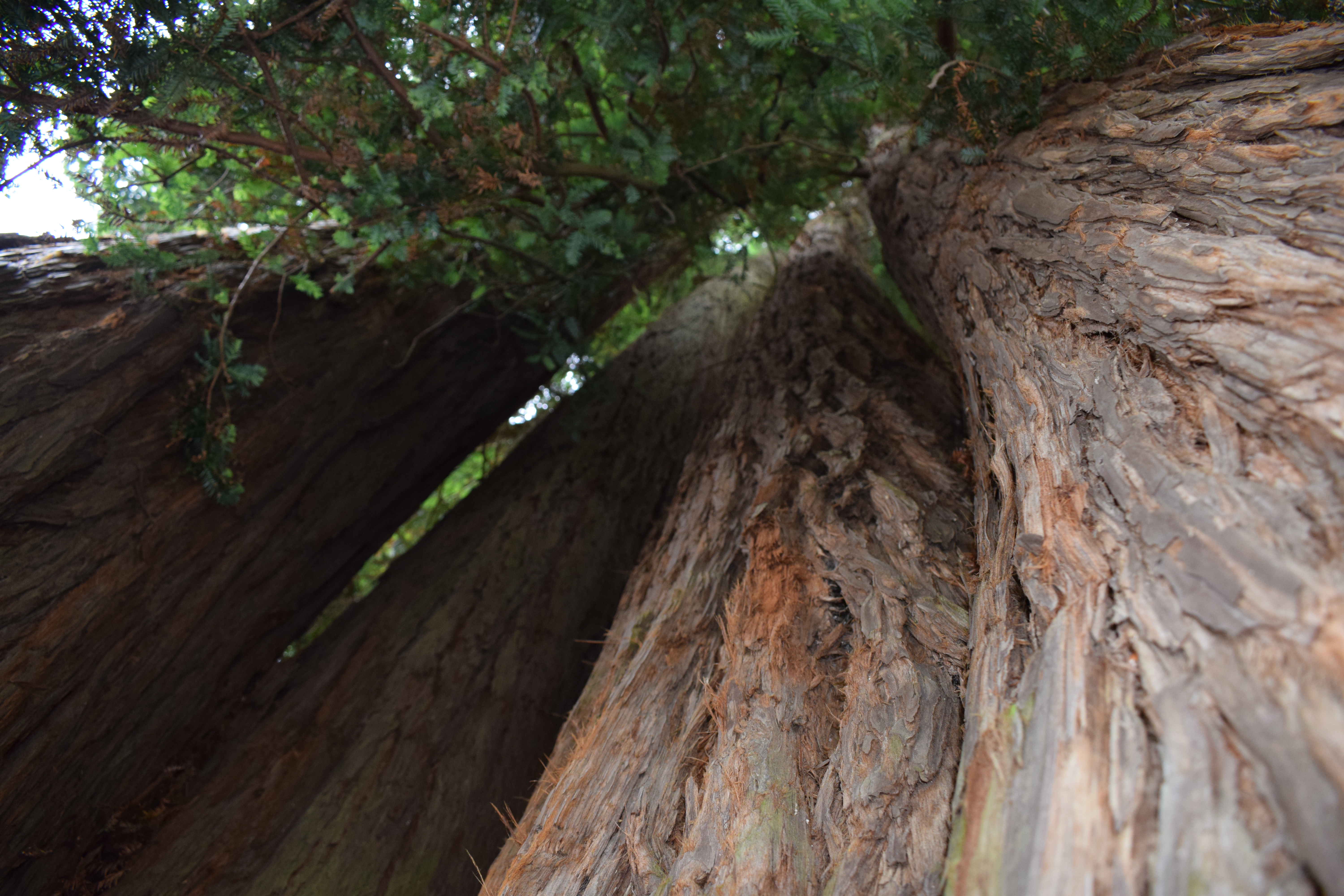 Arbre Remarquable - Le Séquoïa, Castets - photo 5