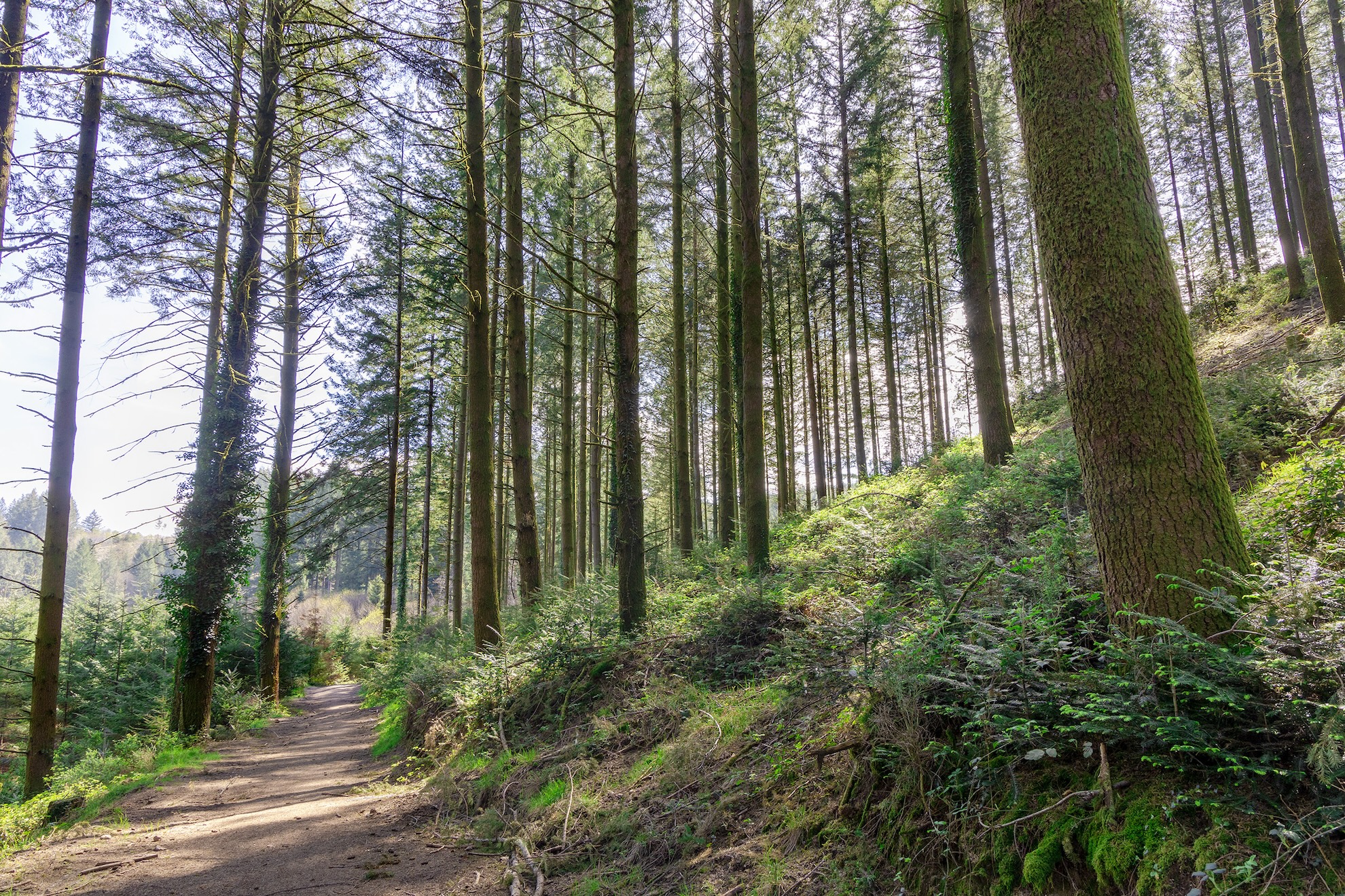 Sentier des petits ruisseaux, Compreignac - photo 3