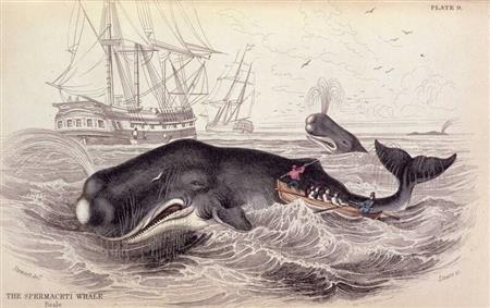 Chasseurs de baleines à Biarritz : du Golfe de Biscaye aux rives du Saint Laurent 