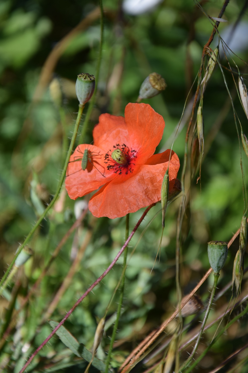 Boucle de Puyfébert, Corgnac-sur-l'Isle - photo 3