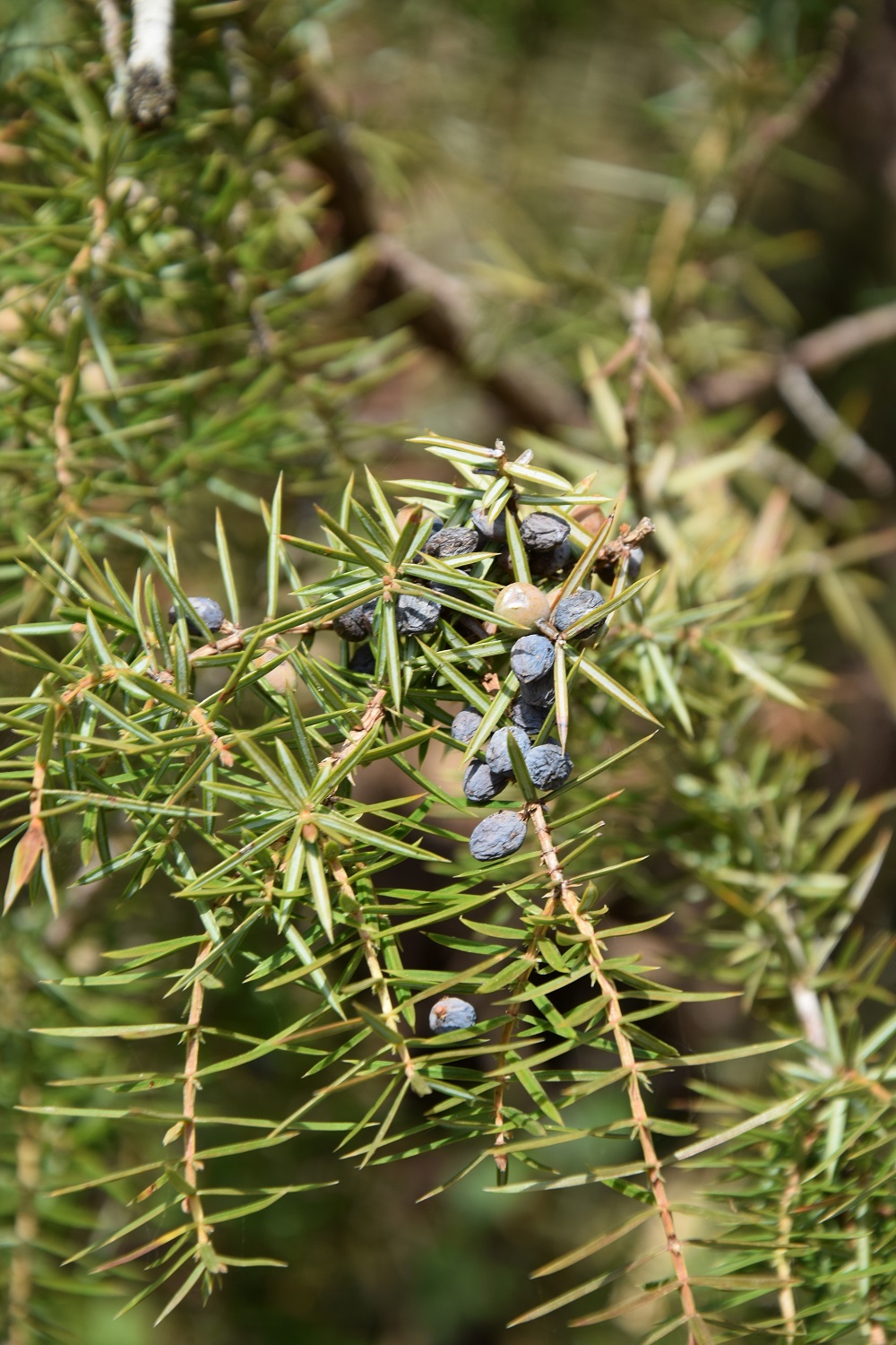 Boucle de Fontarnaud, Corgnac-sur-l'Isle