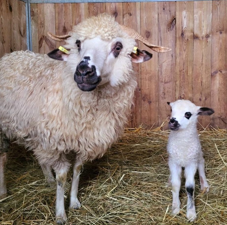 Mini-ferme Califourchon