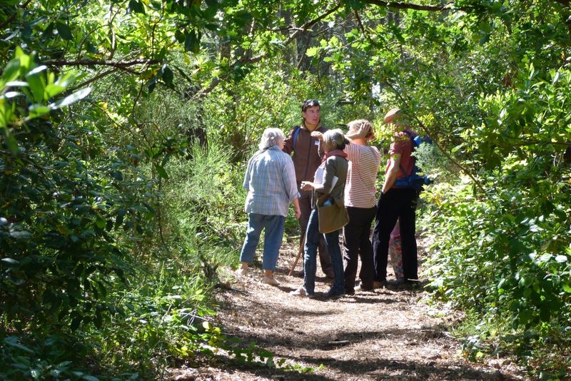 Visite Guidée : Forêt Dunaire de Camicas, Arcachon