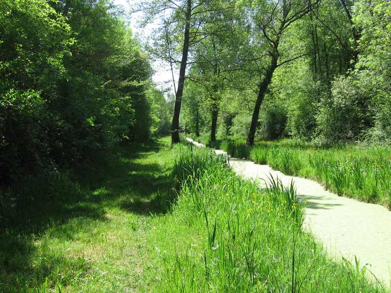 Bocage humide des bords de Garonne, Cadaujac - photo 3