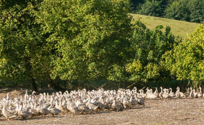 Journées du patrimoine et foie gras : portes ouvertes à la Ferme des Roucel