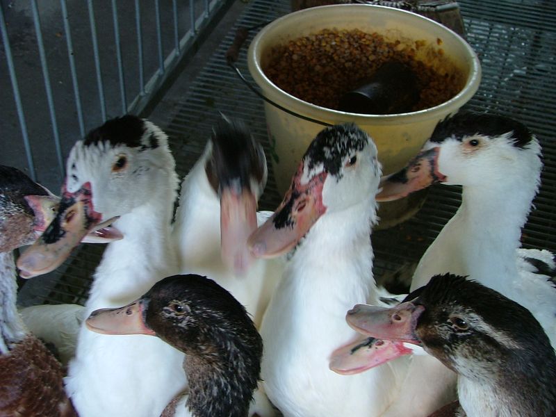 EARL La Ferme de Laupilière