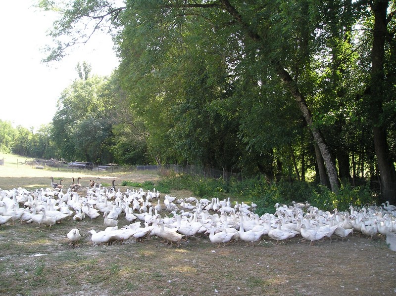 Ferme de Puypelat - Produits cuisinés (canards gras)