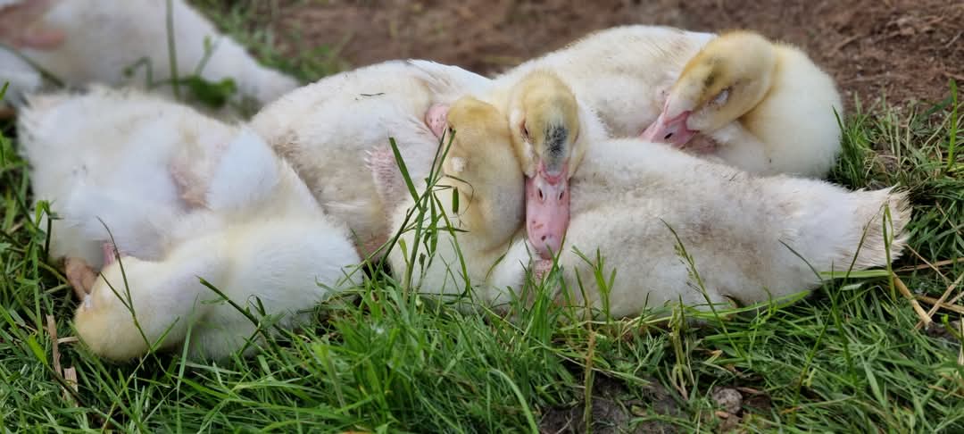 Les Tonnes de Saturnin