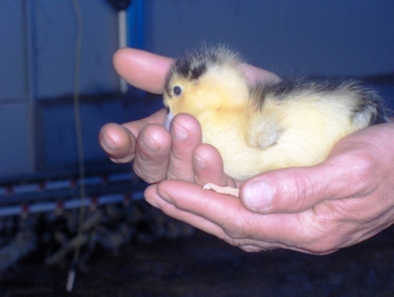 Ferme Loupret - photo 2