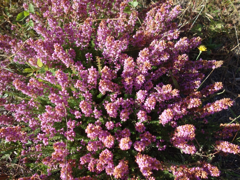 Lac de Taste - photo 5