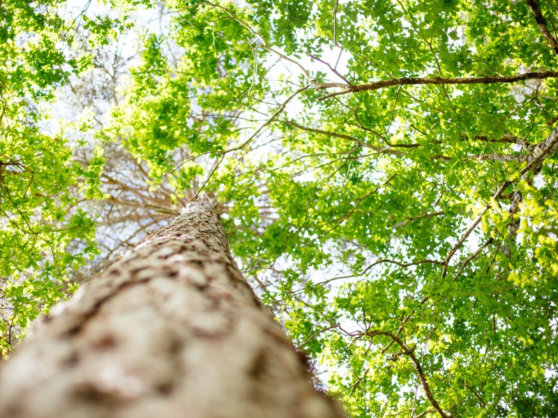 Lac de Taste, Captieux - photo 8