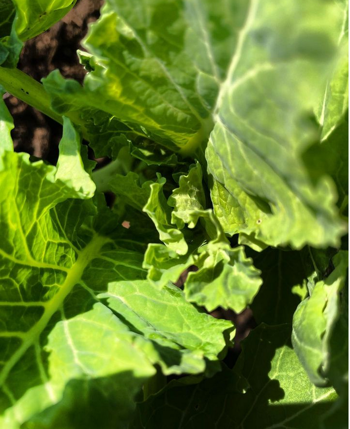 Petit Broc de nature