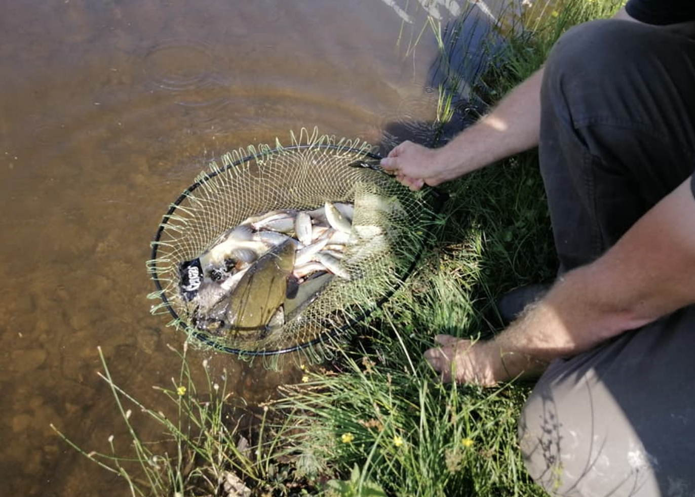 Pêche au Coup : Lacustra