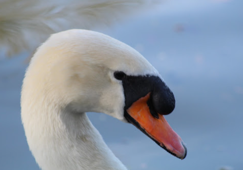Parc du Verger, Châtellerault - photo 2