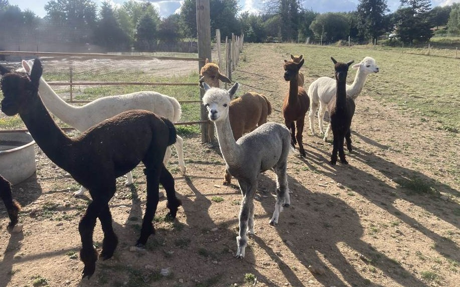 Le Clos des Alpagas - Ferme Pédagogique
