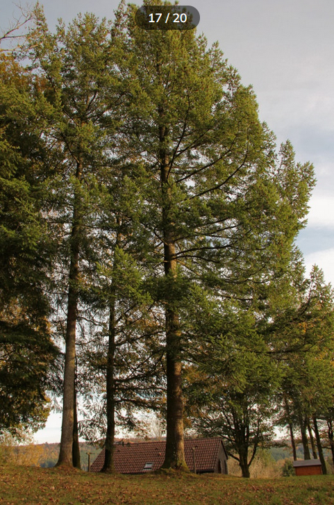 Le Chalet - PNR MILLEVACHES, Saint-Pardoux-Morterolles - photo 19