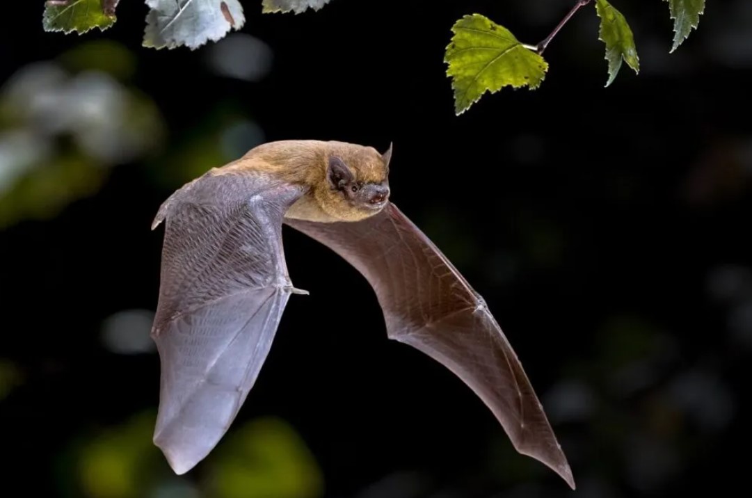 A la découverte des chauves-souris — visuel événement