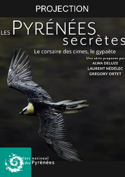 Projection : "Le corsaire des cimes, le gypaète barbu"