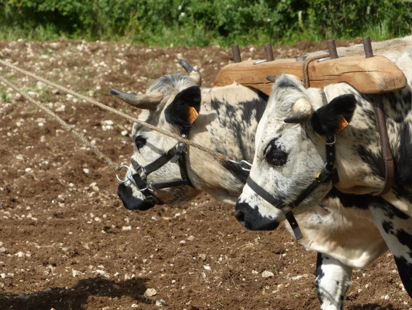 Démonstrations : La traction animale agricole au Néolithique
