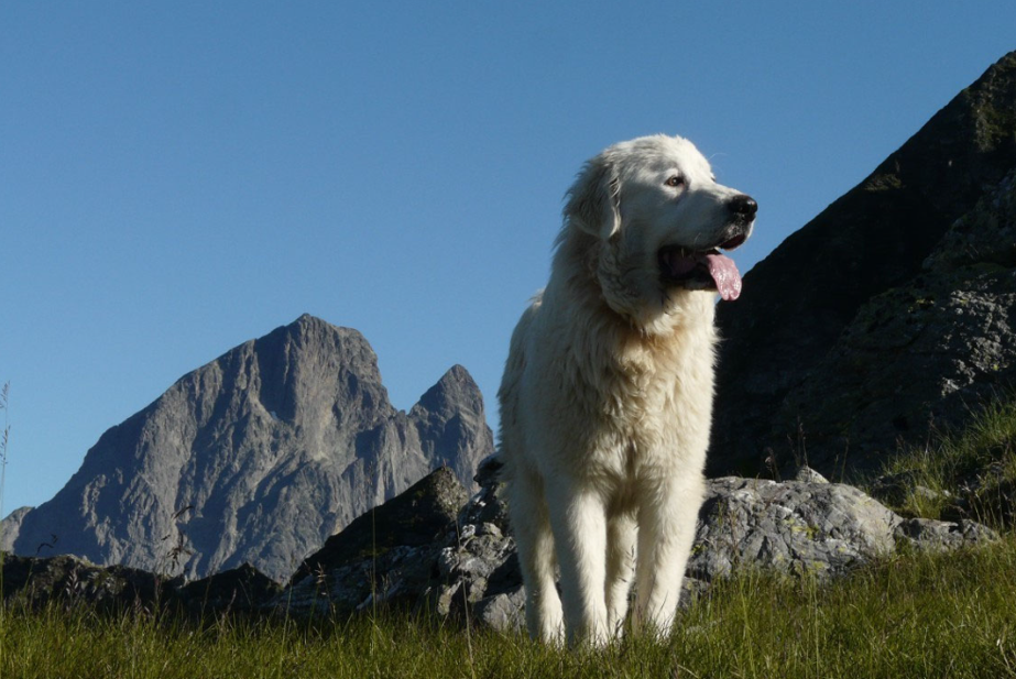 Projection - échanges : Chiens de protection des troupeaux