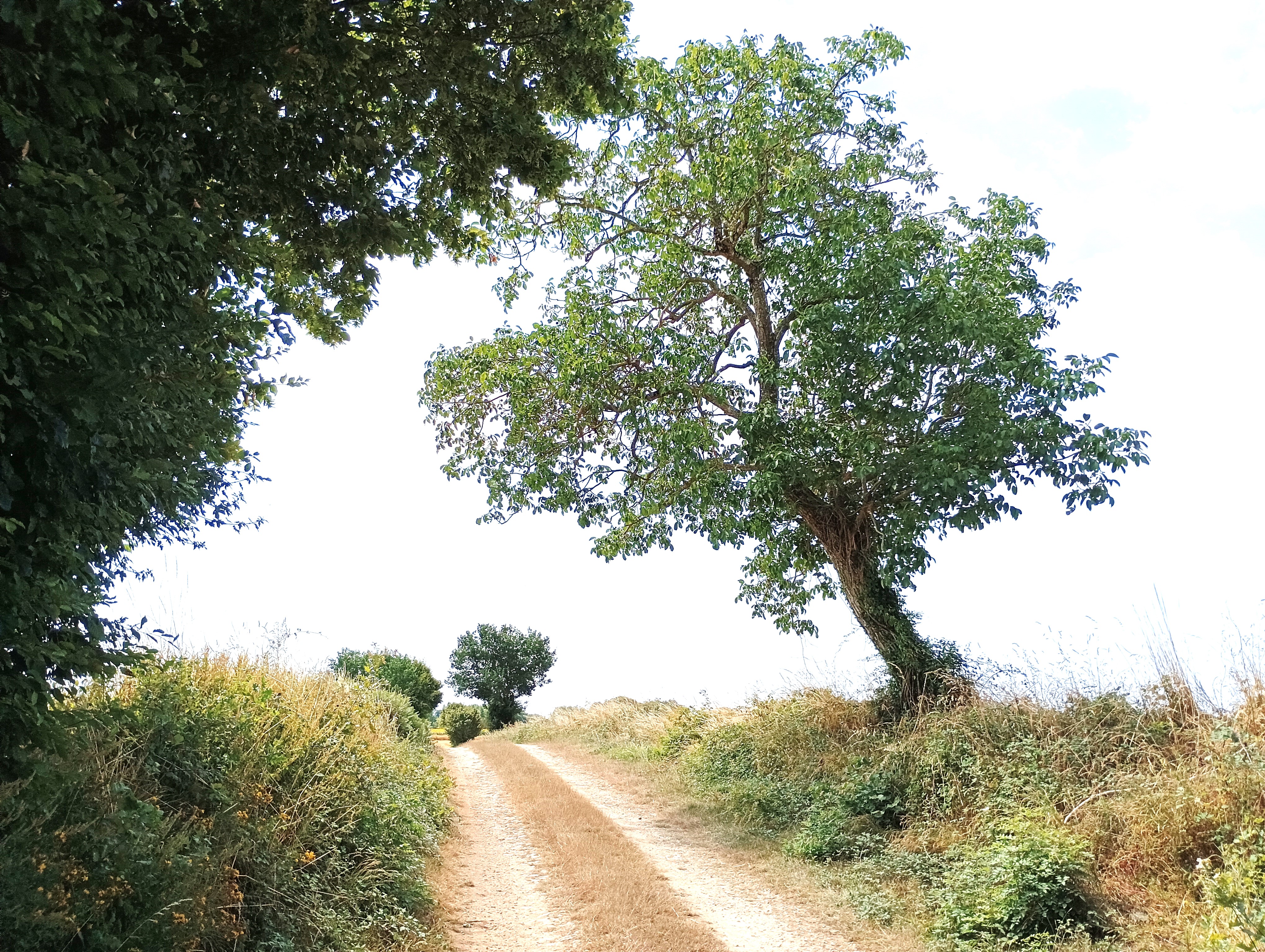 Saint-Coutant-sud - Saint-Coutant, Saint-Coutant - photo 4