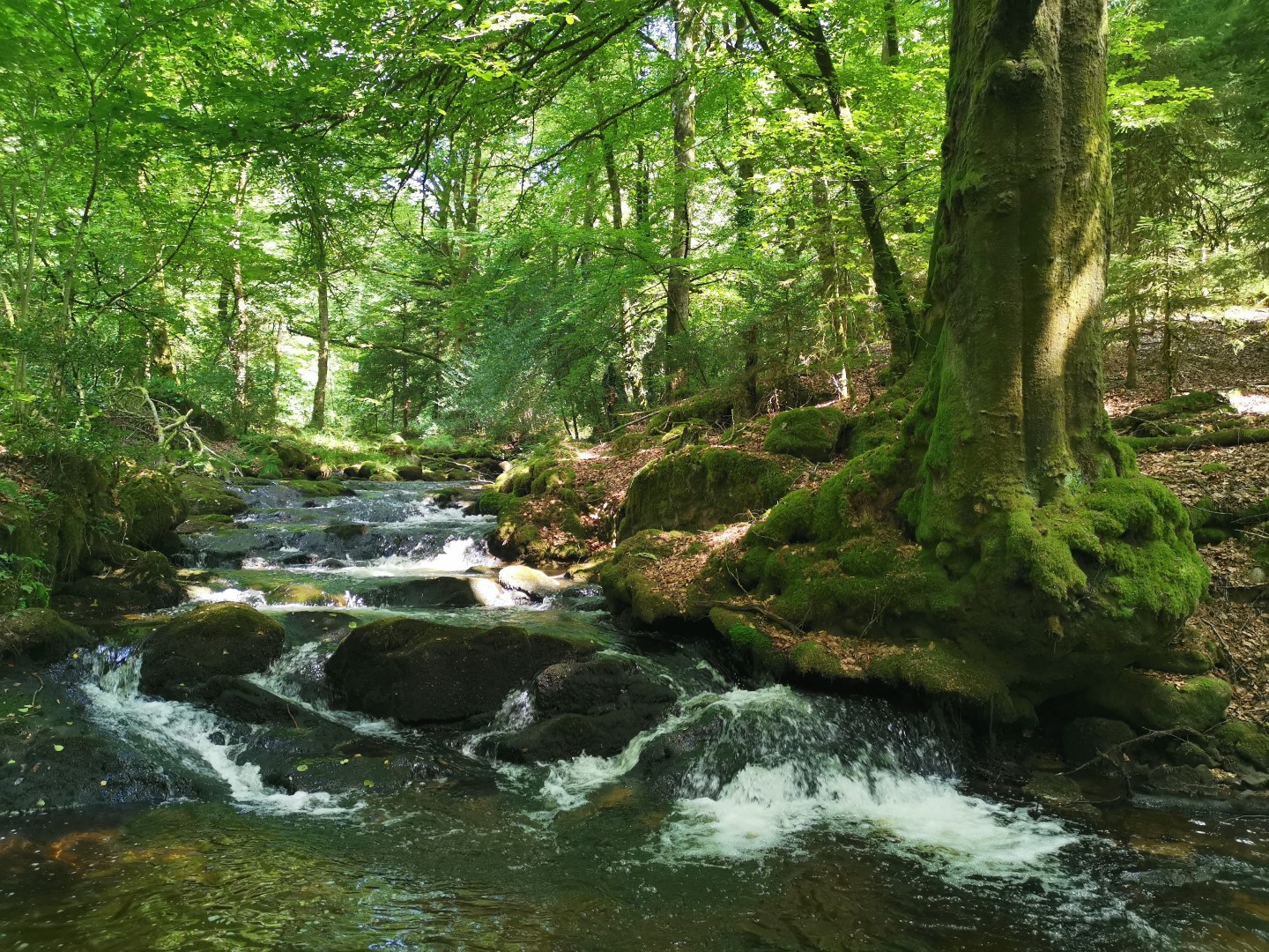 Boucle Locale N°55 Au coeur de la campagne creusoise, Soubrebost - photo 10