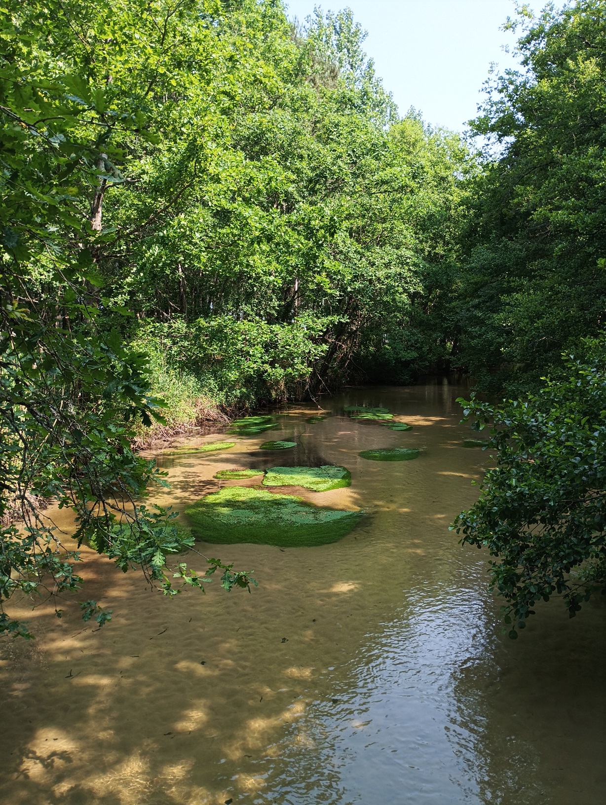 Casteljaloux, la Vive ! Casteljaloux la Douce, Casteljaloux - photo 3
