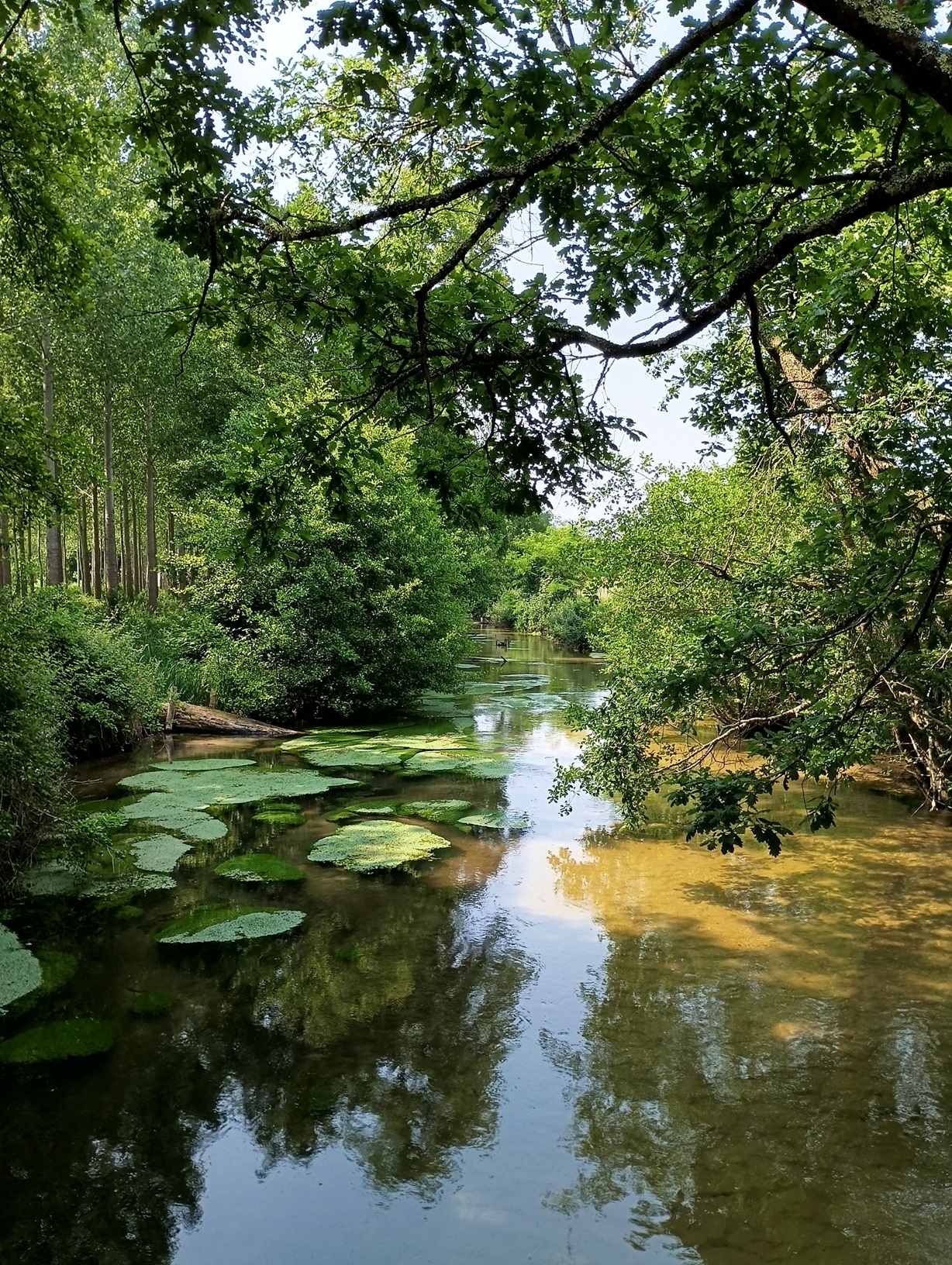 Casteljaloux, la Vive ! Casteljaloux la Douce, Casteljaloux